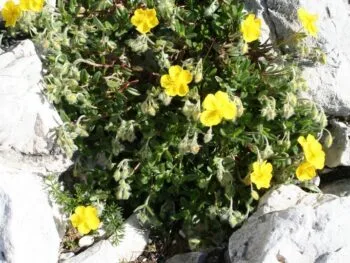 Helianthemum nummularium 'Sternthaler'