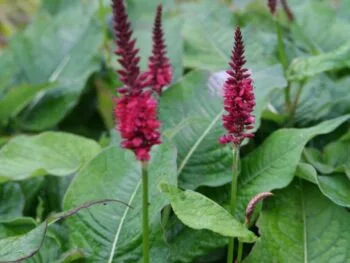 Persicaria amplexicaule (bistorta) 'Blackfield'