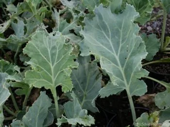 Crambe maritima