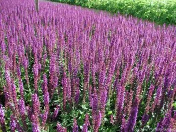 Salvia nemorosa 'Ostfriesland'
