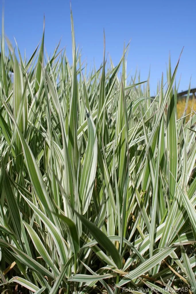 Phalaris arundinacea 'Picta'