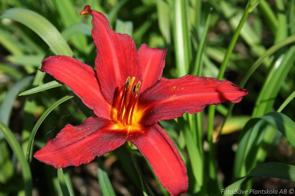Hemerocallis 'Crimson Pirate'