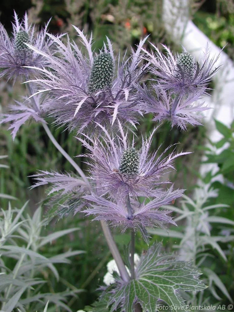 Eryngium alpinum 'Blue Star'
