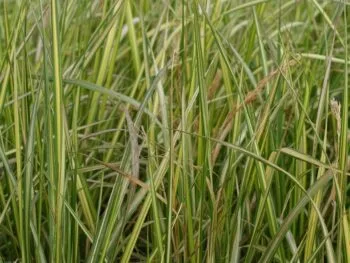 Calamagrostis acutiflora 'England'