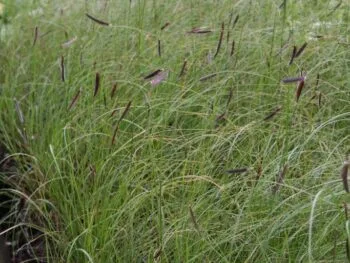Bouteloua gracilis