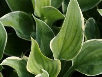 Hosta 'Sagae'
