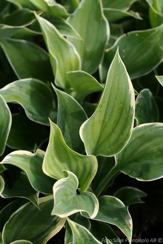 Hosta 'Sagae'