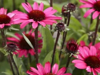 Echinacea 'SunSeekers Purple'