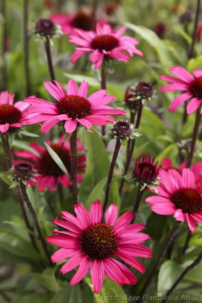 Echinacea 'SunSeekers Purple'
