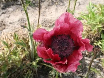 Papaver orientale 'Pattys Plum'