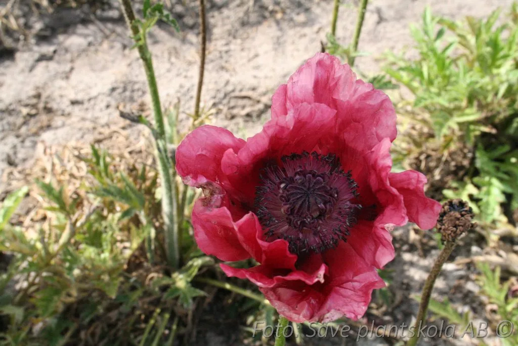 Papaver orientale 'Pattys Plum'