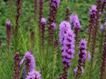 Liatris spicata