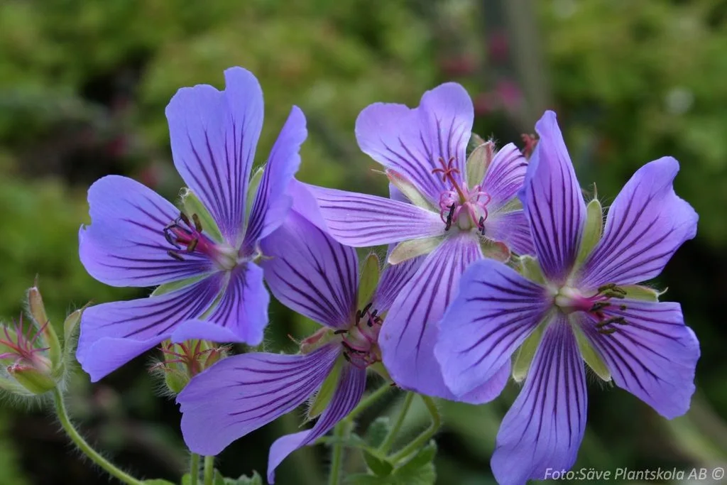 Geranium renardii 'Philippe Vapelle'