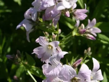 Campanula lactiflora 'Loddon Anna'