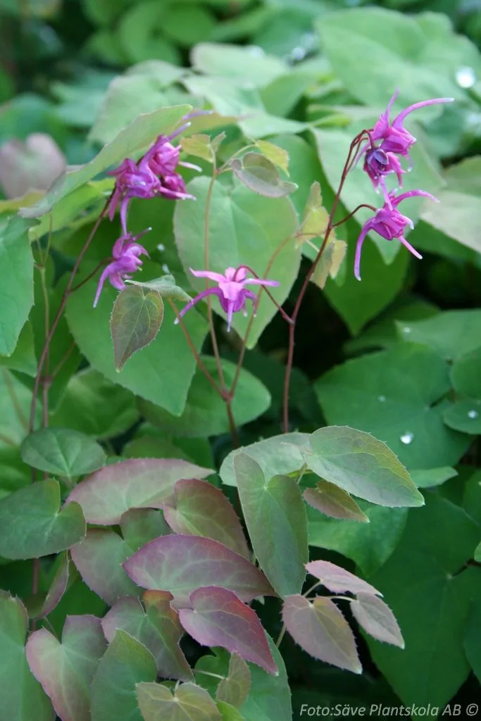 Epimedium x rubrum