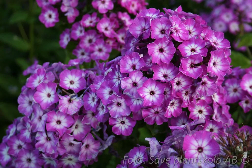Phlox paniculata 'Purple Eye Flame'
