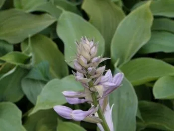 Hosta 'Blue Angel'