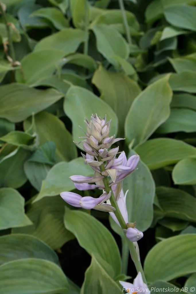 Hosta 'Blue Angel'