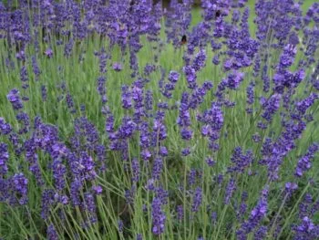 Lavandula angustifolia 'Hidcote Blue'