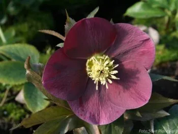 Helleborus orientalis 'Red Lady'