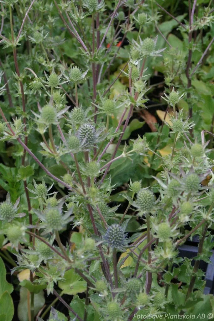 Eryngium planum 'Blue Hobbit'