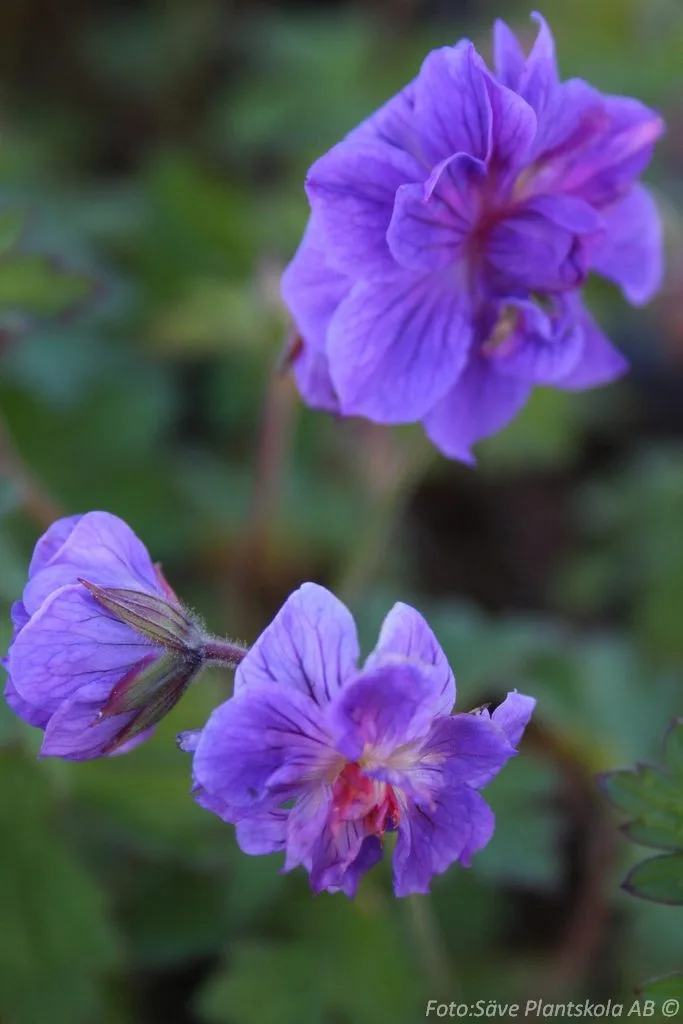 Geranium himalayense 'Plenum'