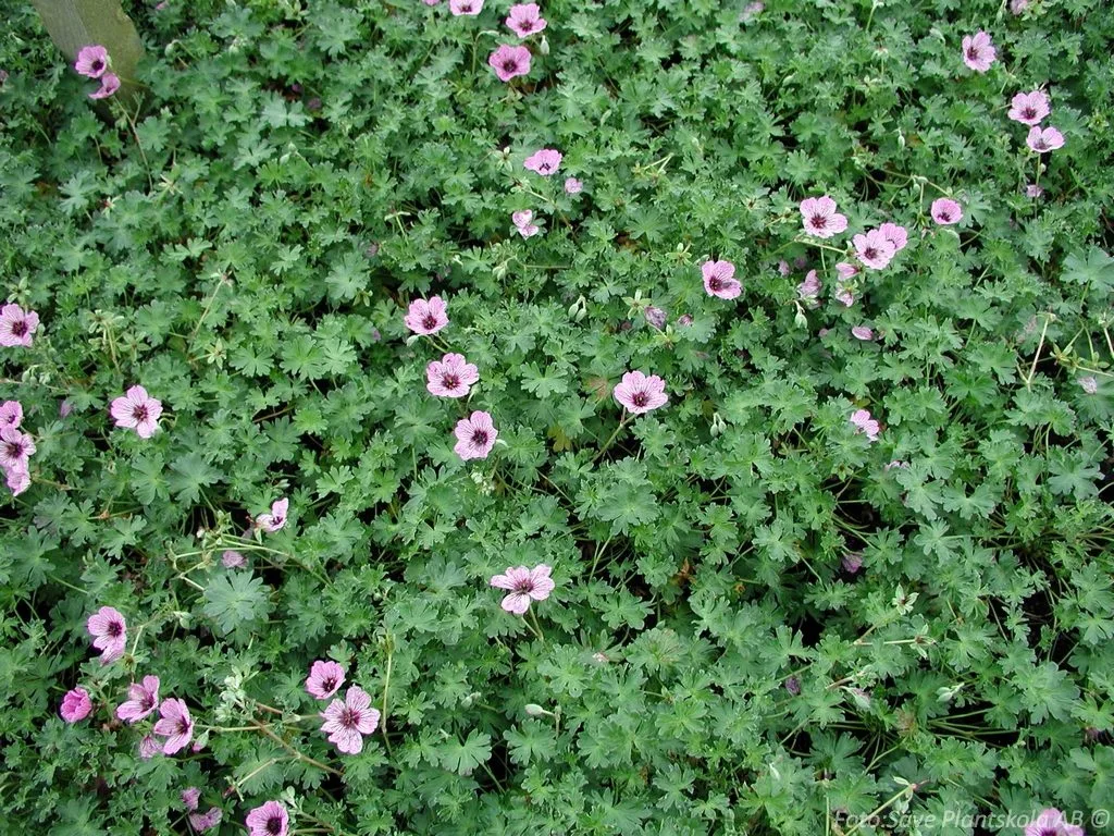 Geranium cinereum 'Ballerina'