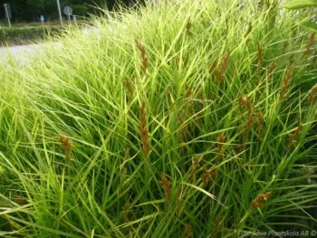 Carex muskingumensis