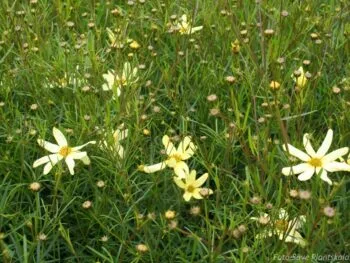 Coreopsis verticillata 'Moonbeam'