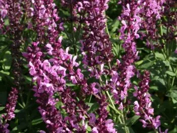 Salvia nemorosa 'Sensation Deep Rose'