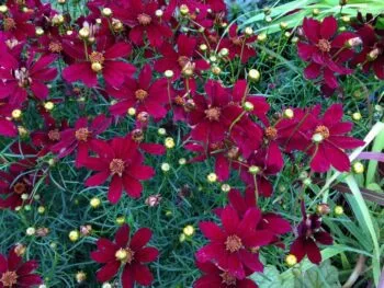 Coreopsis verticillata 'Red Satin'