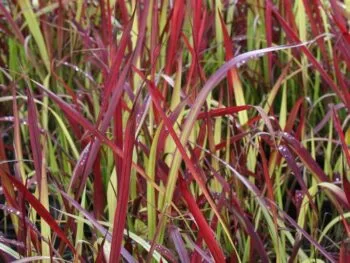 Imperata cylindrica 'Red Baron'