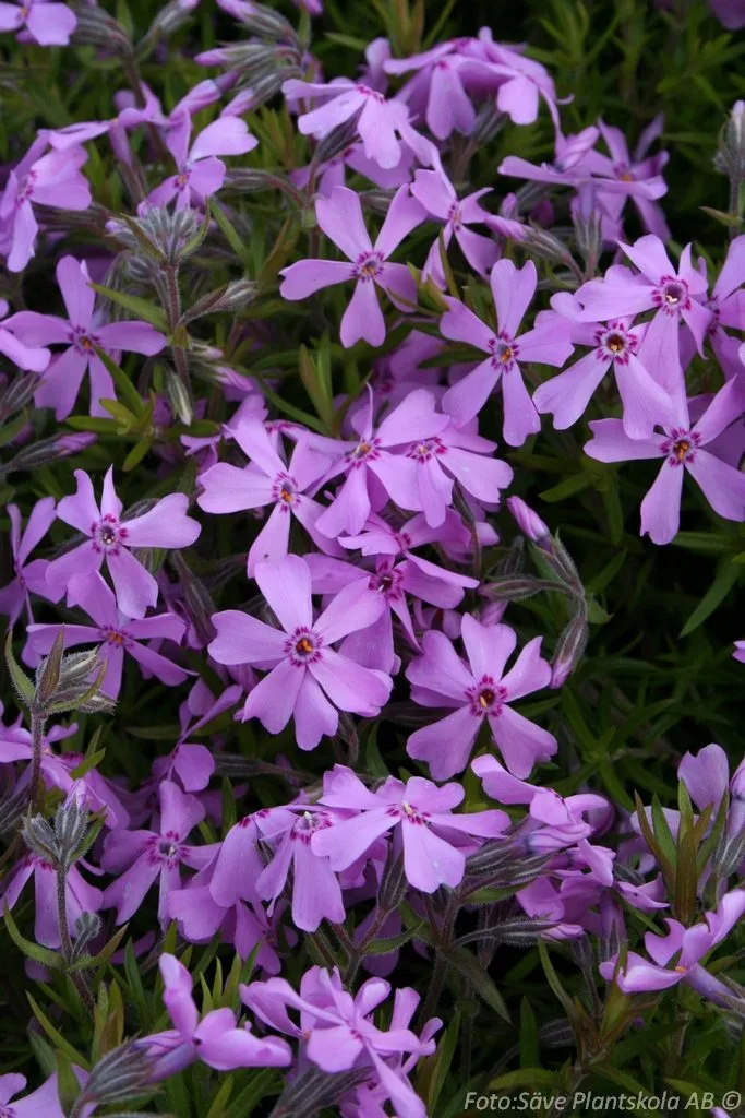 Phlox subulata 'Moerheimii'