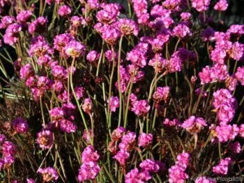 Armeria maritima 'Vesuvius'