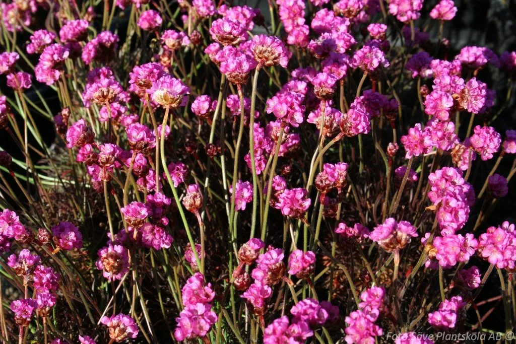 Armeria maritima 'Vesuvius'