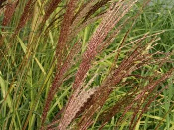 Miscanthus sinensis 'Dronning Ingrid'