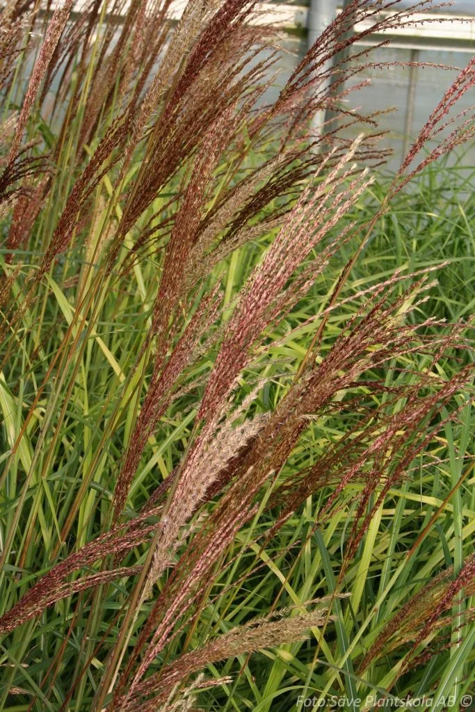 Miscanthus sinensis 'Dronning Ingrid'