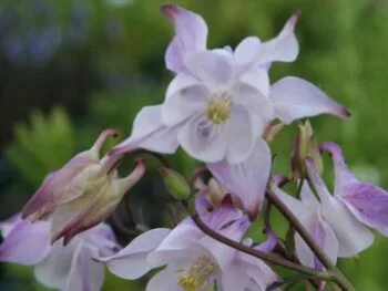 Aquilegia vulgaris 'Grandmother's Garden'