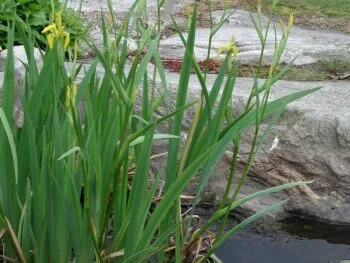 Iris pseudacorus