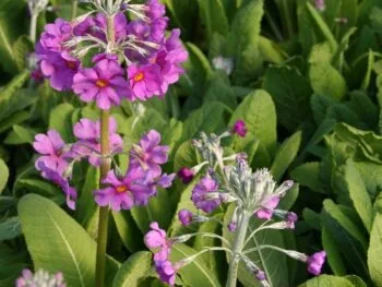 Primula beesiana