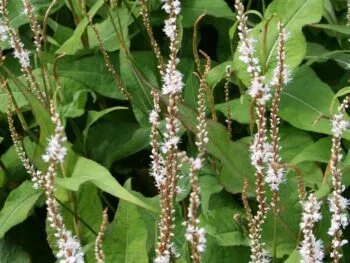 Persicaria amplexicaule (bistorta) 'Alba'