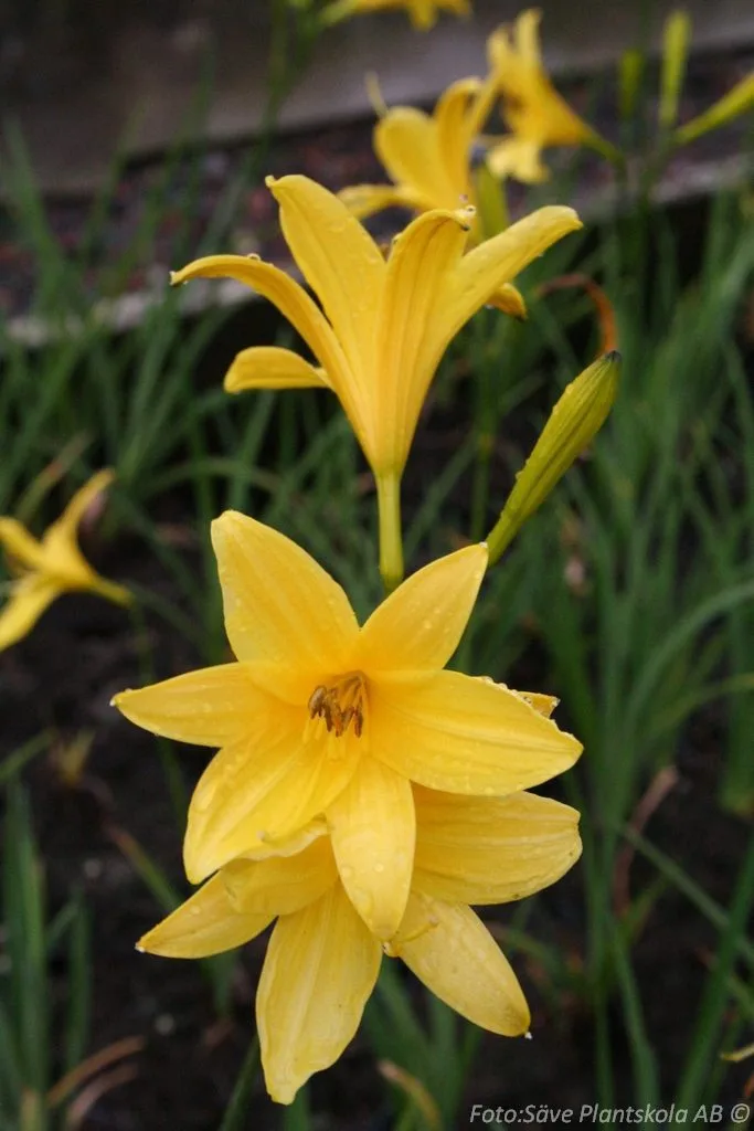 Hemerocallis lilioasphodelus (flava)