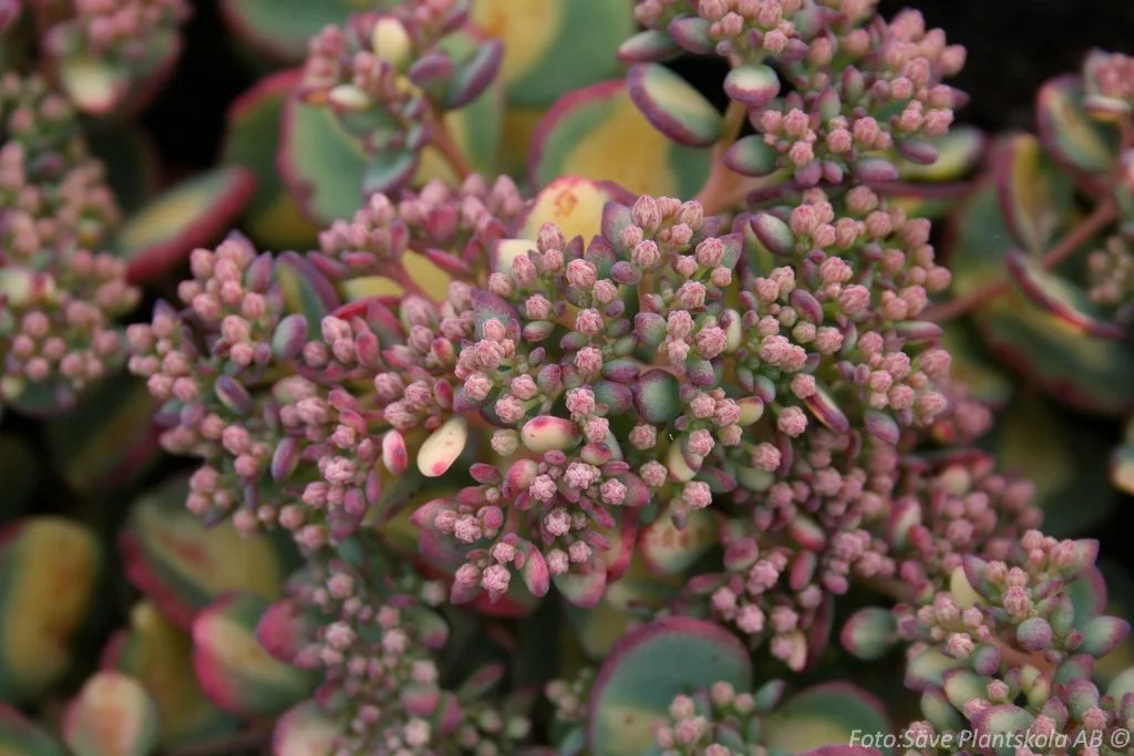 Hylotelephium sieboldii 'Mediovariegatum'