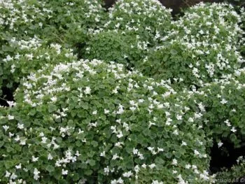 Cymbalaria muralis 'Alba'