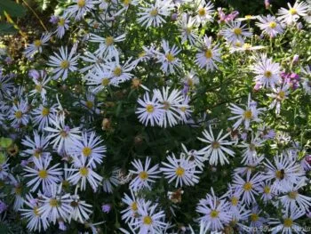 Aster pyrenaeus 'Lutetia'