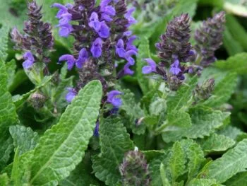 Salvia nemorosa 'Markus'