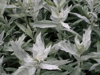 Artemisia ludoviciana 'Valerie Finnis'