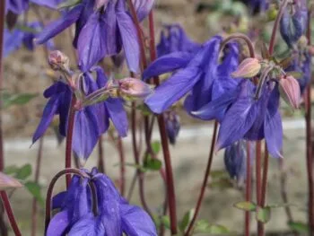 Aquilegia vulgaris