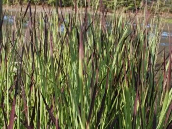Panicum virgatum 'Heiliger Hain'
