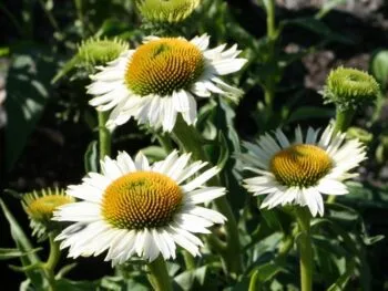 Echinacea purpurea 'White Meditation'